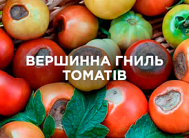 Вершинна гниль на помідорах: чому виникає і що робити | Agro-market