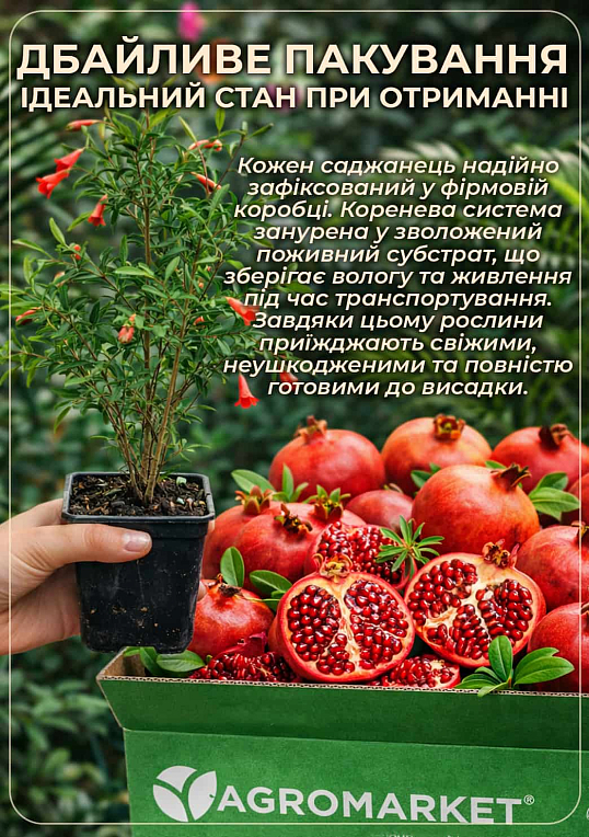 Гранат кімнатний 2роки "Карфаген" (висота 35-45см) - фото 4