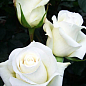 Троянда чайно-гібридна "Магаді" (саджанець класу АА +) вищий сорт NEW