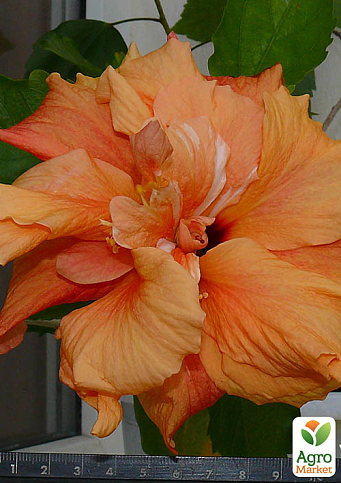 Гибискус комнатный махровый "Adonicus Double Orange"  - фото 6