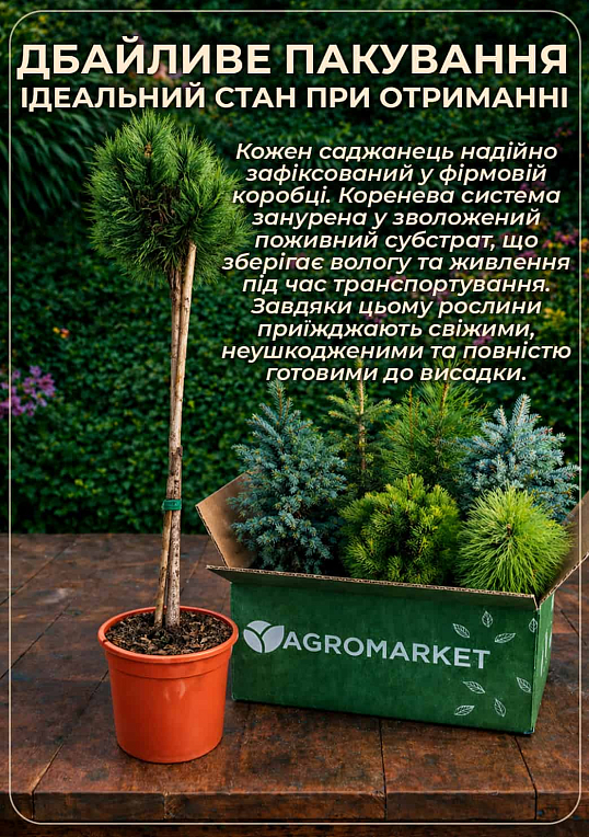 Сосна на штамбі "Беран" (Pinus parviflora "Beran") С2, висота від 30-50см
