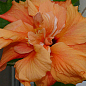 Гибискус комнатный махровый "Adonicus Double Orange" 