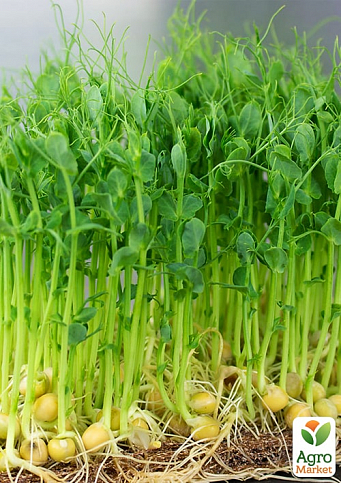 Пророщувач (спаутер) + набір насіння мікрозелені №2 ТМ "BIO Natura" - фото 2