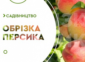 Омолоджуюча обрізка персика - корисні статті про садівництво від Agro-Market