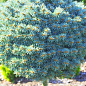 Ель колючая на штамбе «Glauca Compacta» С5, высота 100-120см цена