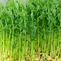 Пророщувач (спаутер) + набір насіння мікрозелені №2 ТМ "BIO Natura" купить