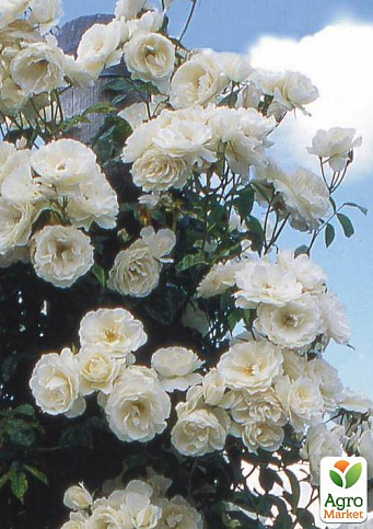 Роза шрабовая "Blanc Double de Coubert"