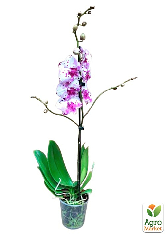 Орхидея (Phalaenopsis) "Magic Art" - фото 4