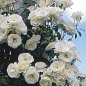 Троянда шрабова "Blanc Double de Coubert"