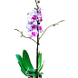 Орхідея (Phalaenopsis) "Magic Art"