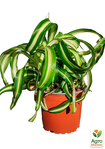 LMTD Хлорофитум комнатный "Bonnie" 30-40см - фото 5