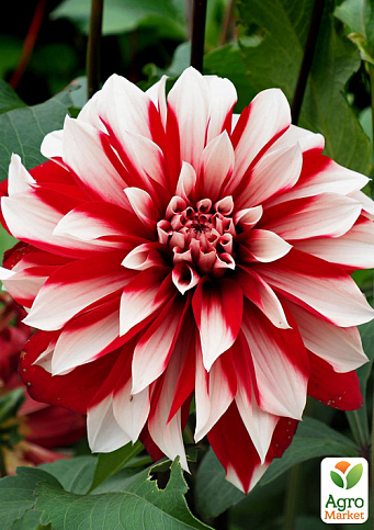 Жоржина "Dynamite" (гігантська квітка) - фото 2