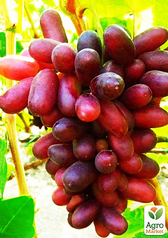 Виноград "Изюминка" (ранний срок созревания, необычайно вкусные плоды)