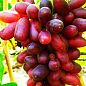 Виноград "Изюминка" (ранний срок созревания, необычайно вкусные плоды)