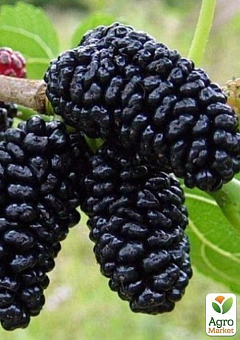 Шелковица крупноплодная "Шелли" (летний сорт, ранний срок созревания)6
