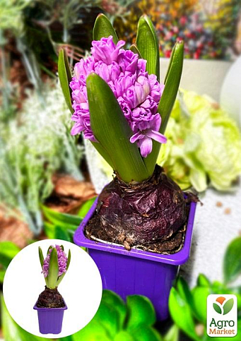 Гиацинт "Splendid Cornelia" (Нидерланды) - фото 7