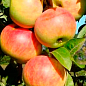 Яблоня колоновидная "Пионер" (летний сорт, поздний срок созревания) купить