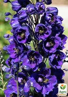 Дельфініум гібридний "Dark Blue Dark Bee"10