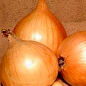 Голландский лук-севок 0.5кг (арбажейка) поздний, желтый "Sturon"