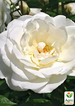 Троянда в контейнері поліантова "Avenue White" (саджанець класу АА+)2