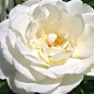 Троянда в контейнері поліантова "Avenue White" (саджанець класу АА+)