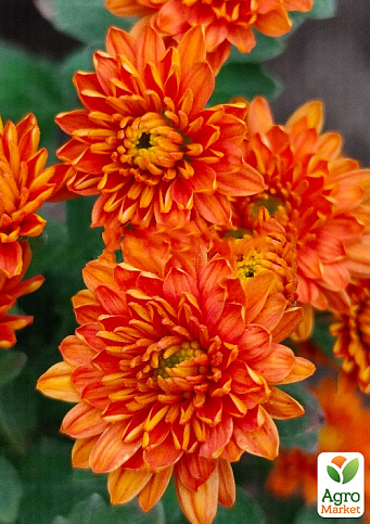 Хризантема кустовая срезочная Da Vinci "Spark Orange" (горшок P12, высота 20-30см)