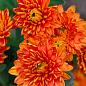 Хризантема кустовая срезочная Da Vinci "Spark Orange" (горшок P12, высота 20-30см)