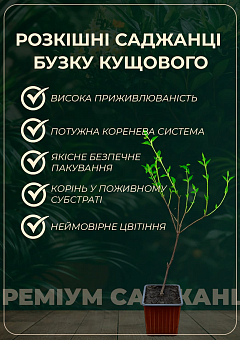 Сирень мелколистная "Superba"19