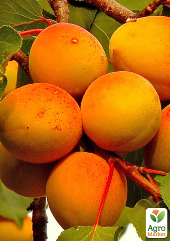 Абрикос "Авиатор" (крупноплодный, летний сорт, средний срок созревания)