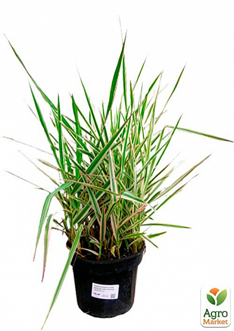 Канареечная трава тростниковая "Picta" вазон С2 - фото 2