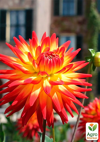 Георгина "Vuurvogel" - фото 2