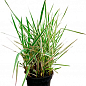 Канареечная трава тростниковая "Picta" вазон С2 купить