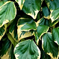 LMTD Плющ "Dentata Variegata" (висота 60-70см) цена