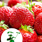 LMTD Клубника-земляника "Korona" (гибрид, ранний срок созревания)  