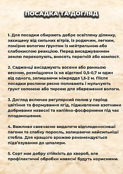 Ексклюзив! Малина "Radziejowa (Радзієва)" (ультрарання, великоягідна, солодка)9