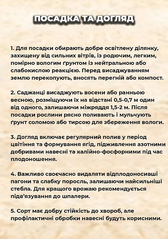 Ексклюзив! Малина "Radziejowa (Радзієва)" (ультрарання, великоягідна, солодка) - фото 2