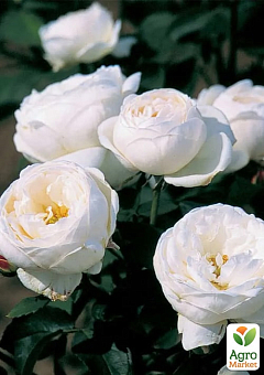 Троянда англійська "Фаєр Б'янка" (саджанець класу АА+) вищий сорт1
