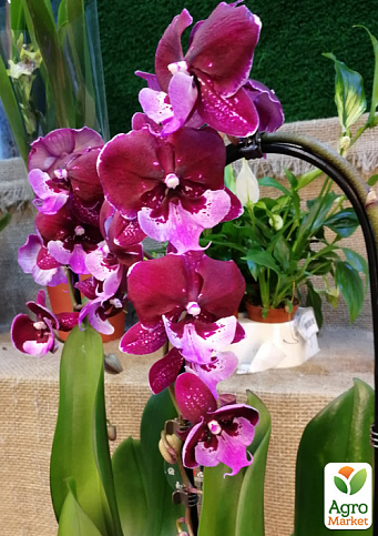Орхидея (Phalaenopsis) "Cascade Wine" - фото 5