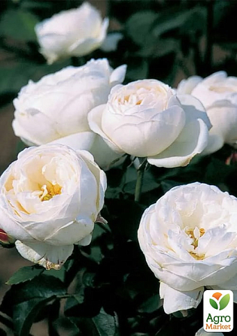 Роза английская "Фаер Бьянка" (саженец класса АА+) высший сорт