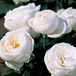 Троянда англійська "Фаєр Б'янка" (саджанець класу АА+) вищий сорт