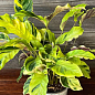 Калатея "Fusion Yellow" высота 35-45см