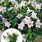 Дипладения 2-х летняя (Mandevilla) "Pearl" (высота 40-50см, подвесной вазон)