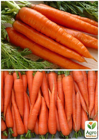 На развес Морковь "Сладкая зимняя" ТМ "Весна" цена за 10г - фото 2