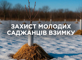Захист молодих саджанців узимку: перевірені методи та рекомендації | Agro-market