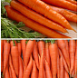 На развес Морковь "Сладкая зимняя" ТМ "Весна" цена за 10г купить