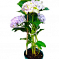 LMTD Гортензия крупнолистная цветущая 4-х летняя "Magical Jewel" (40-60см) купить