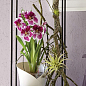 Розумний вазон з автополивом Lechuza Orchidea 20, білий (13960) цена