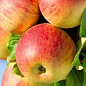 Яблуня "Фукутамі" (літній сорт, ранній термін дозрівання) купить