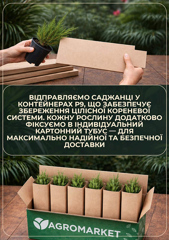 Ялина Баррі "Picea abies Barryi" (горщик P9) - фото 4