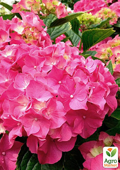 Гортензия цветущая крупнолистная "Розита" (Hydrangea macrophylla Rosita) вазон С1,52